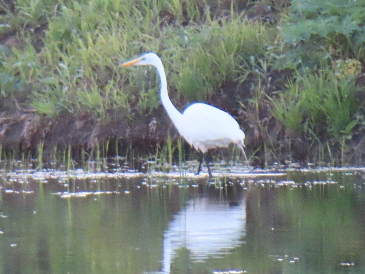 Great Egret - ML618467482