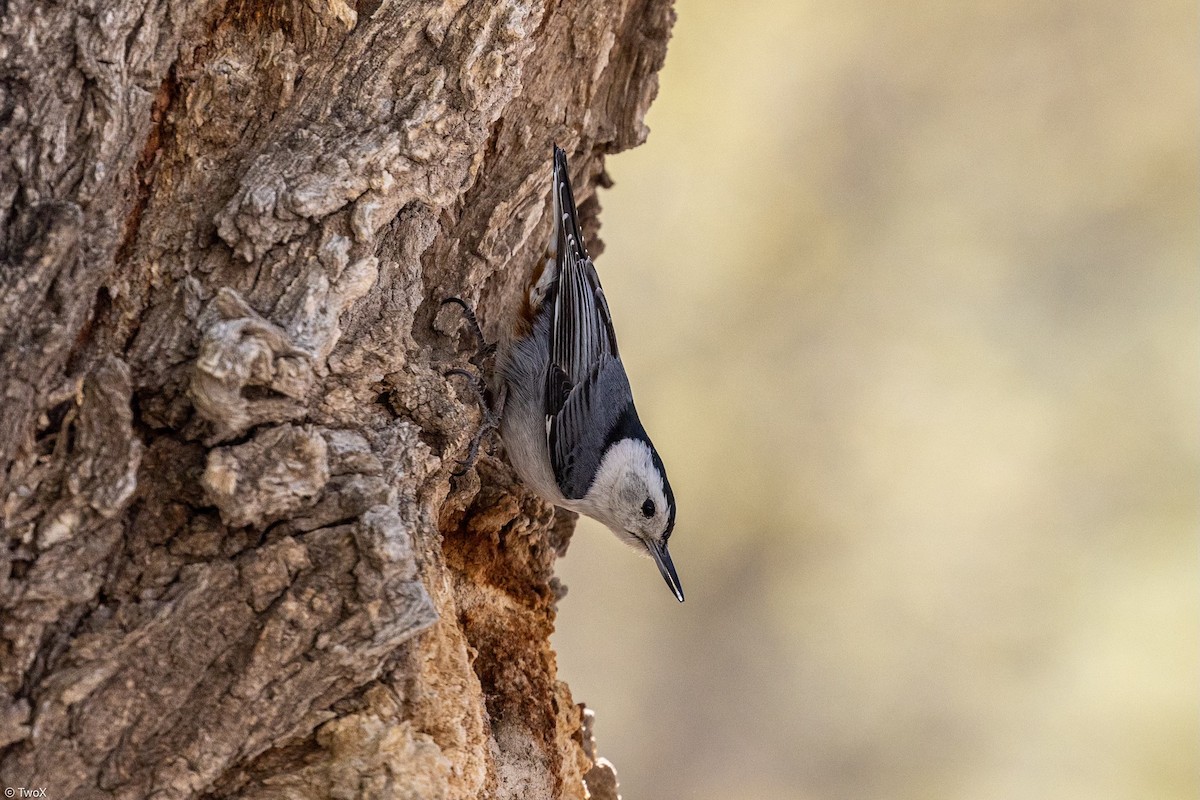 White-breasted Nuthatch - ML618467490