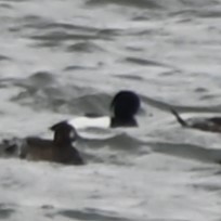 Tufted Duck - ML618467505