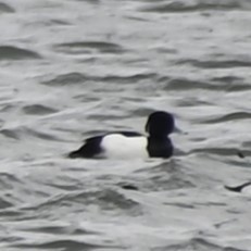 Tufted Duck - ML618467507