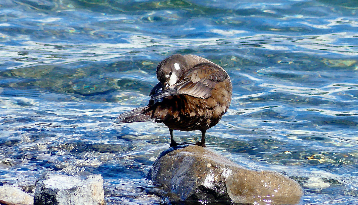 Harlequin Duck - ML618467515