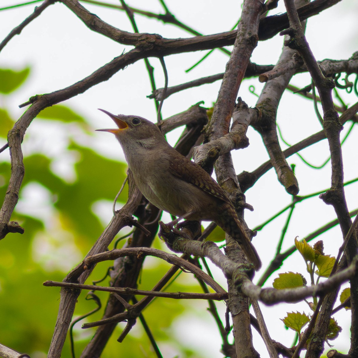 House Wren - Muhtasim  Islam