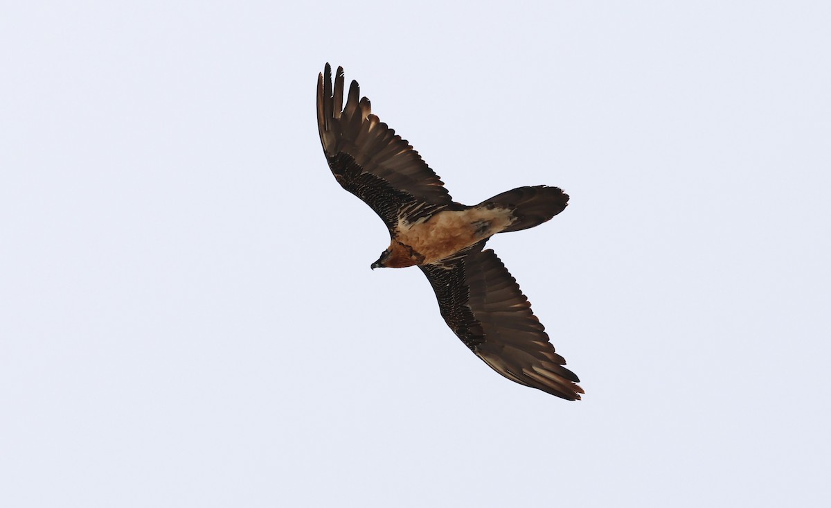 Bearded Vulture - ML618467524