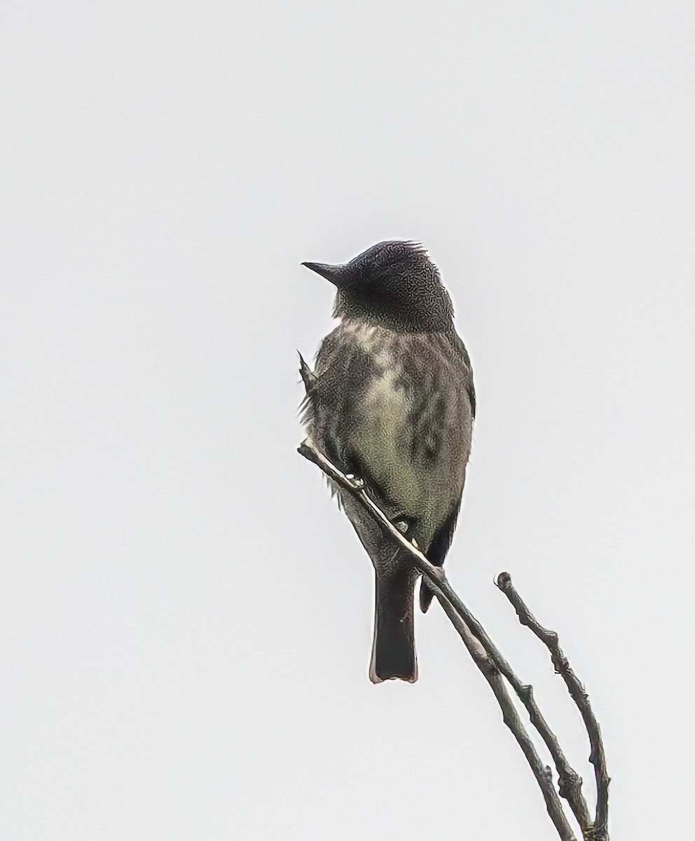 Olive-sided Flycatcher - ML618467537