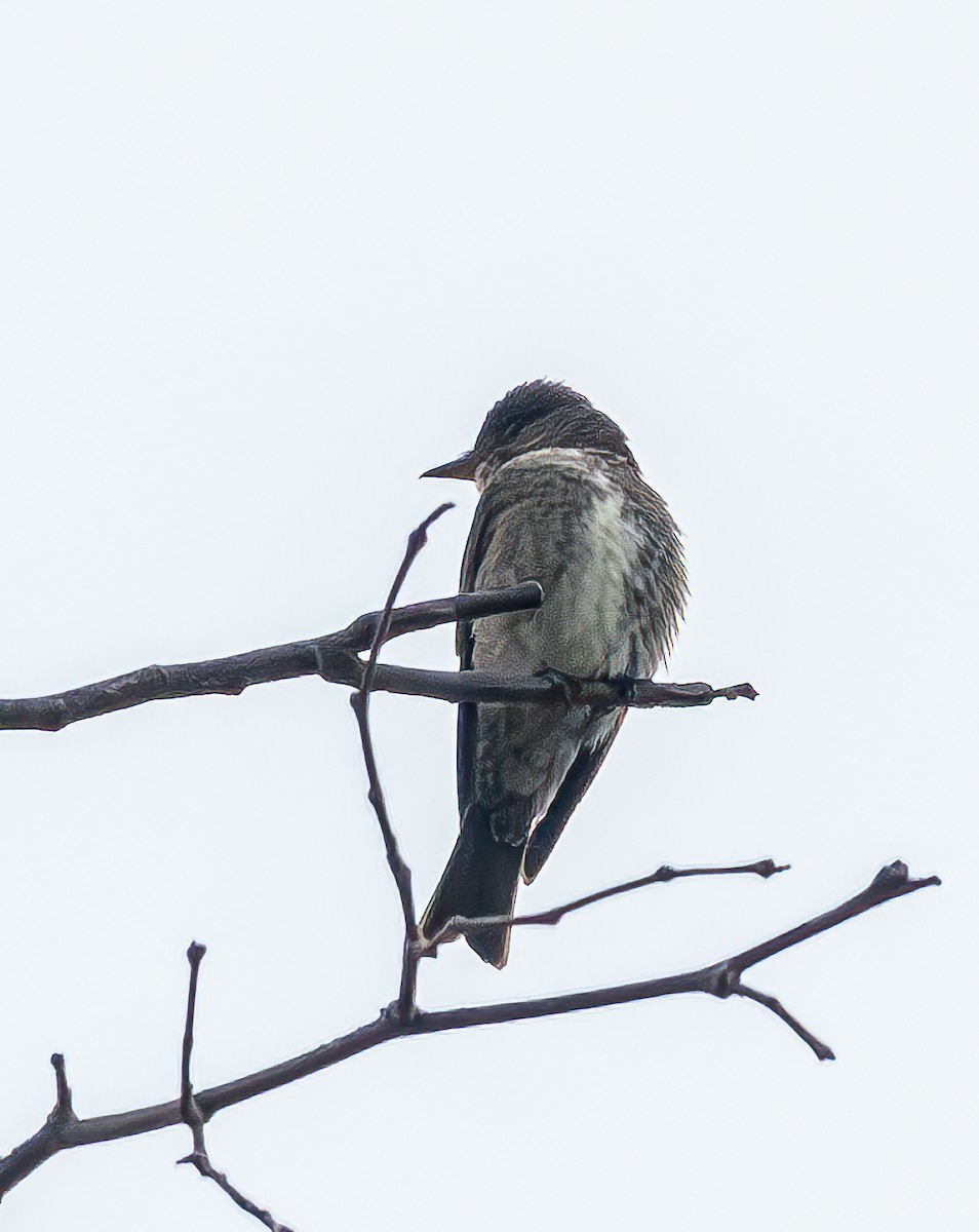 Olive-sided Flycatcher - Mary-Rose Hoang