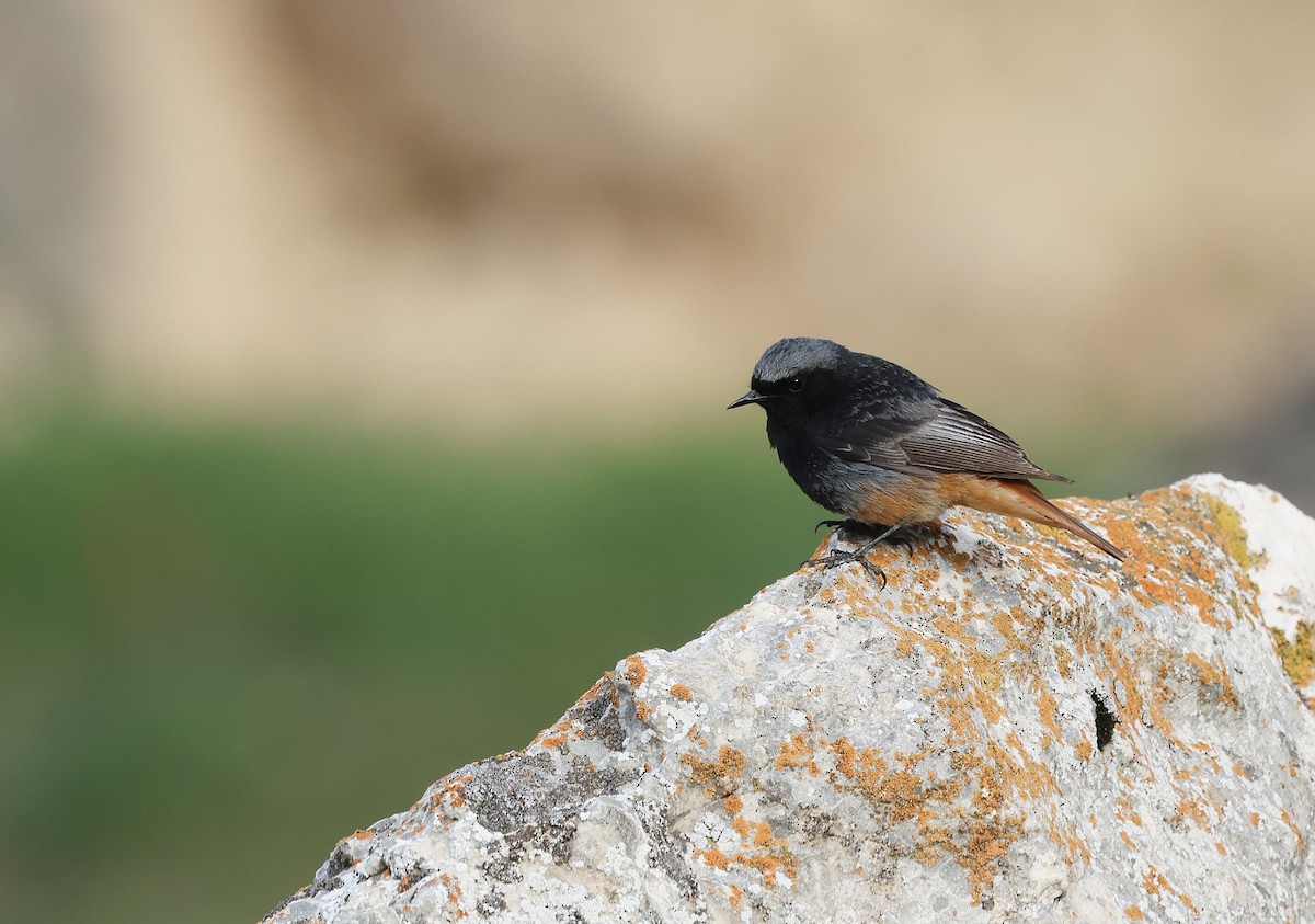 Black Redstart - ML618467556