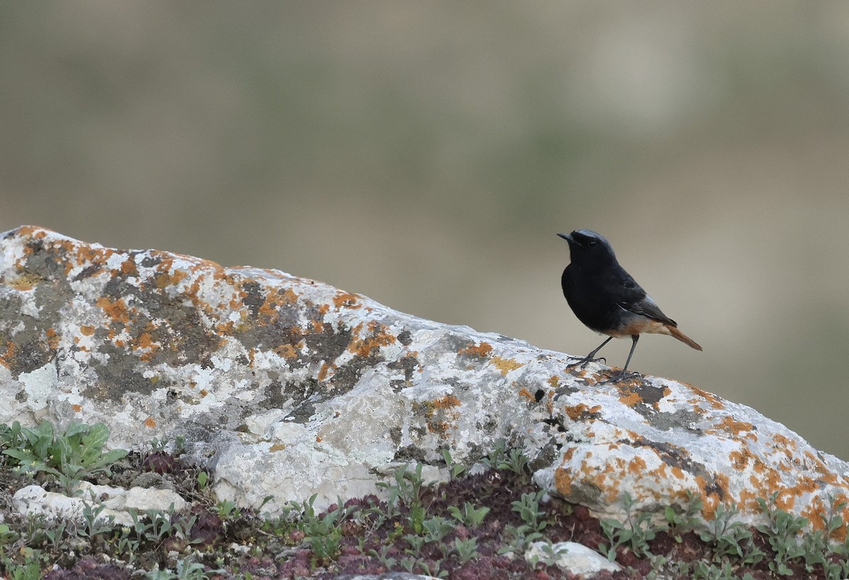 Black Redstart - ML618467564