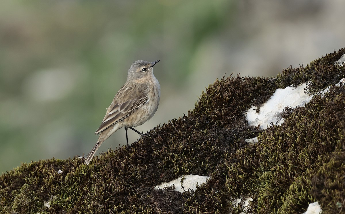 Water Pipit - ML618467586