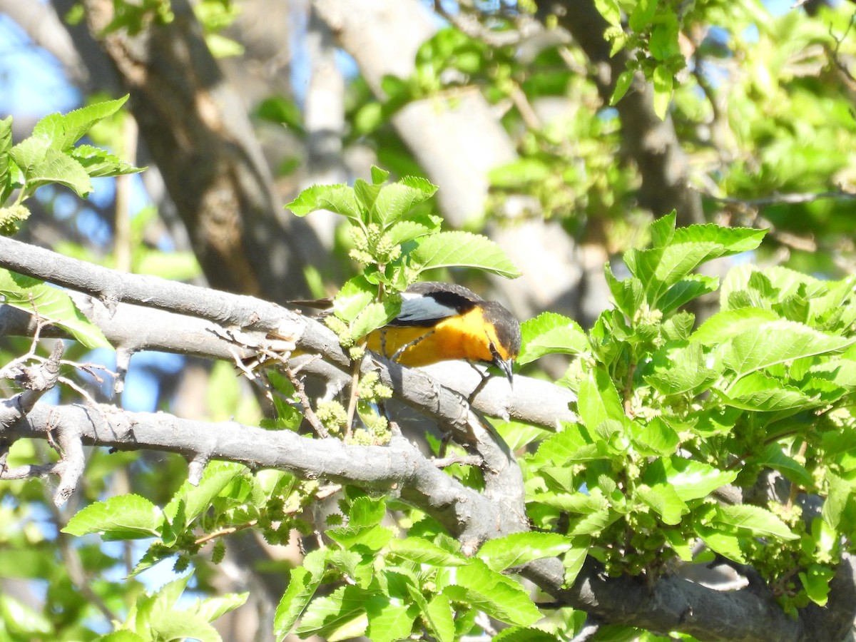 Bullock's Oriole - Tonie Hansen