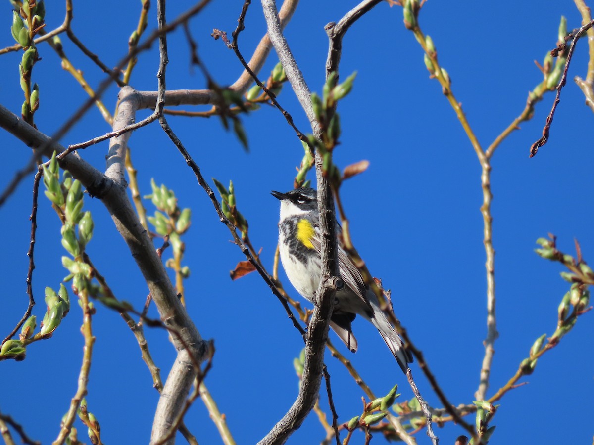 Yellow-rumped Warbler - ML618467621