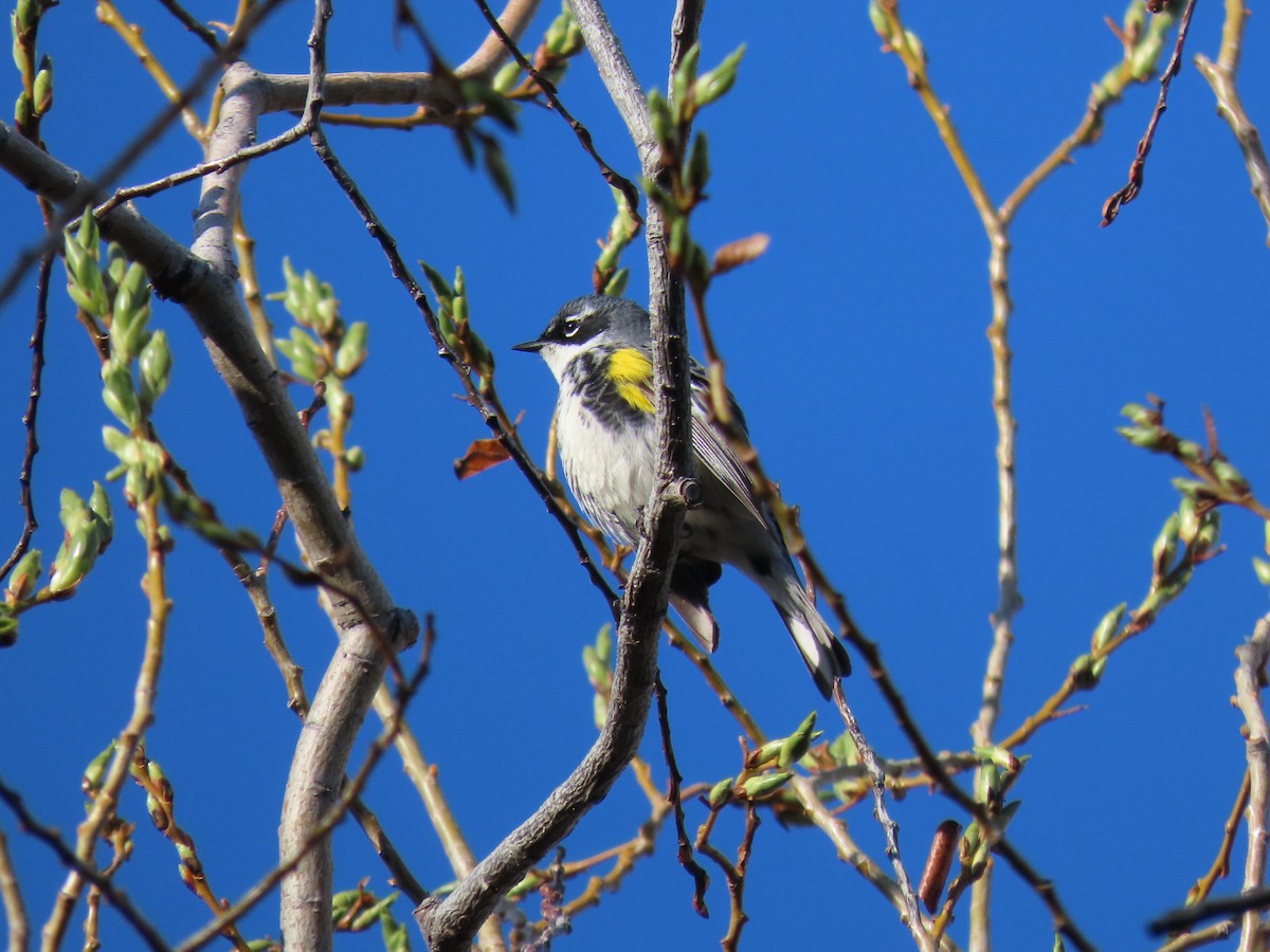 Yellow-rumped Warbler - ML618467636