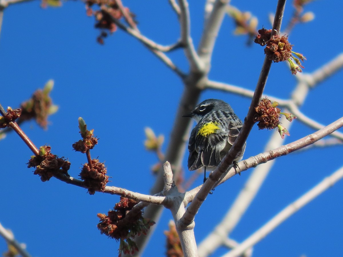 Yellow-rumped Warbler - ML618467650