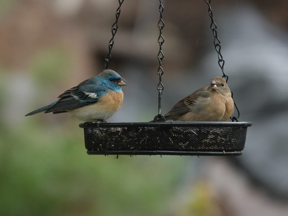 Lazuli Bunting - ML618467652