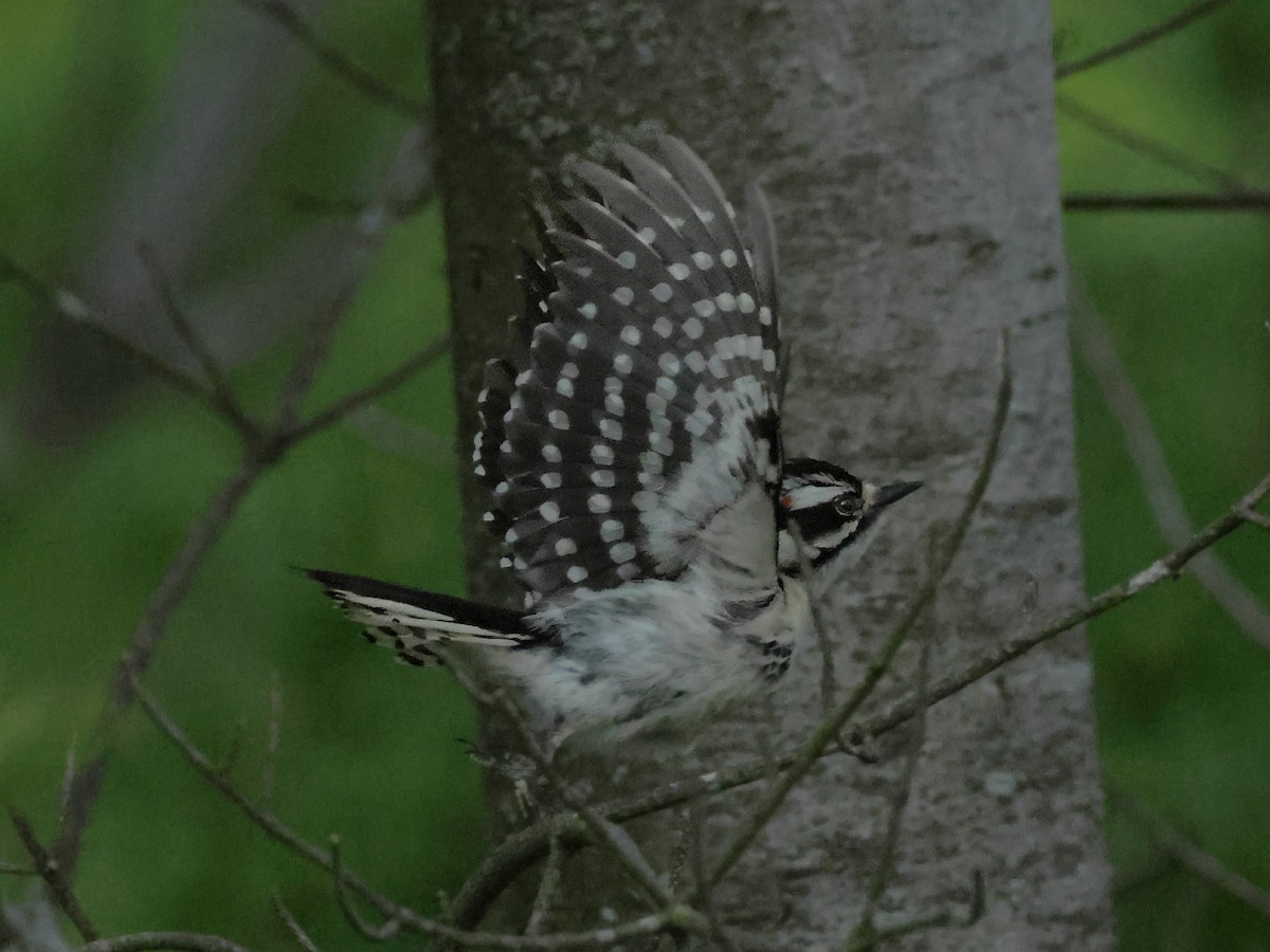 Downy Woodpecker - Charlie Arp