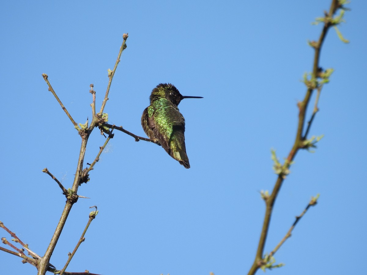 Anna's Hummingbird - ML618467658