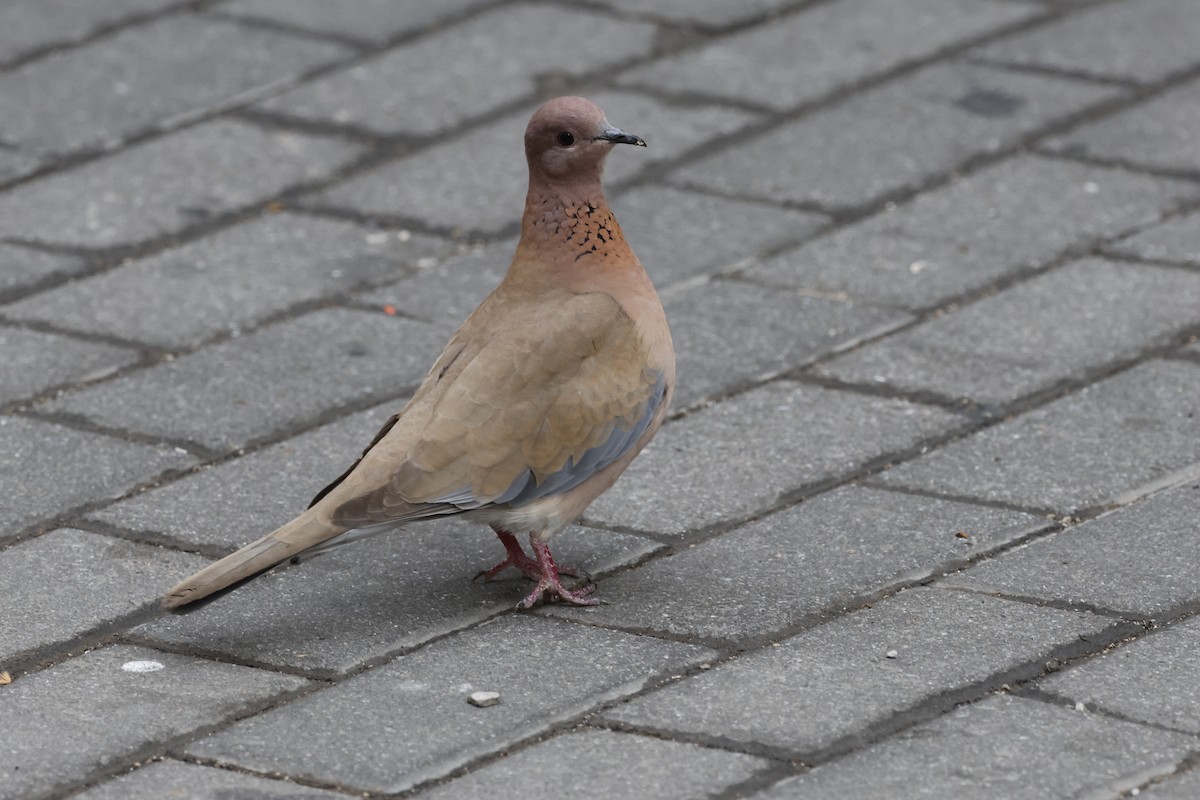 Laughing Dove - Peter Alfrey