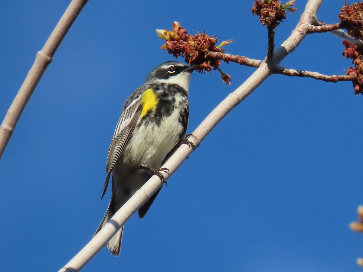 Yellow-rumped Warbler - Kerry Hjertaas