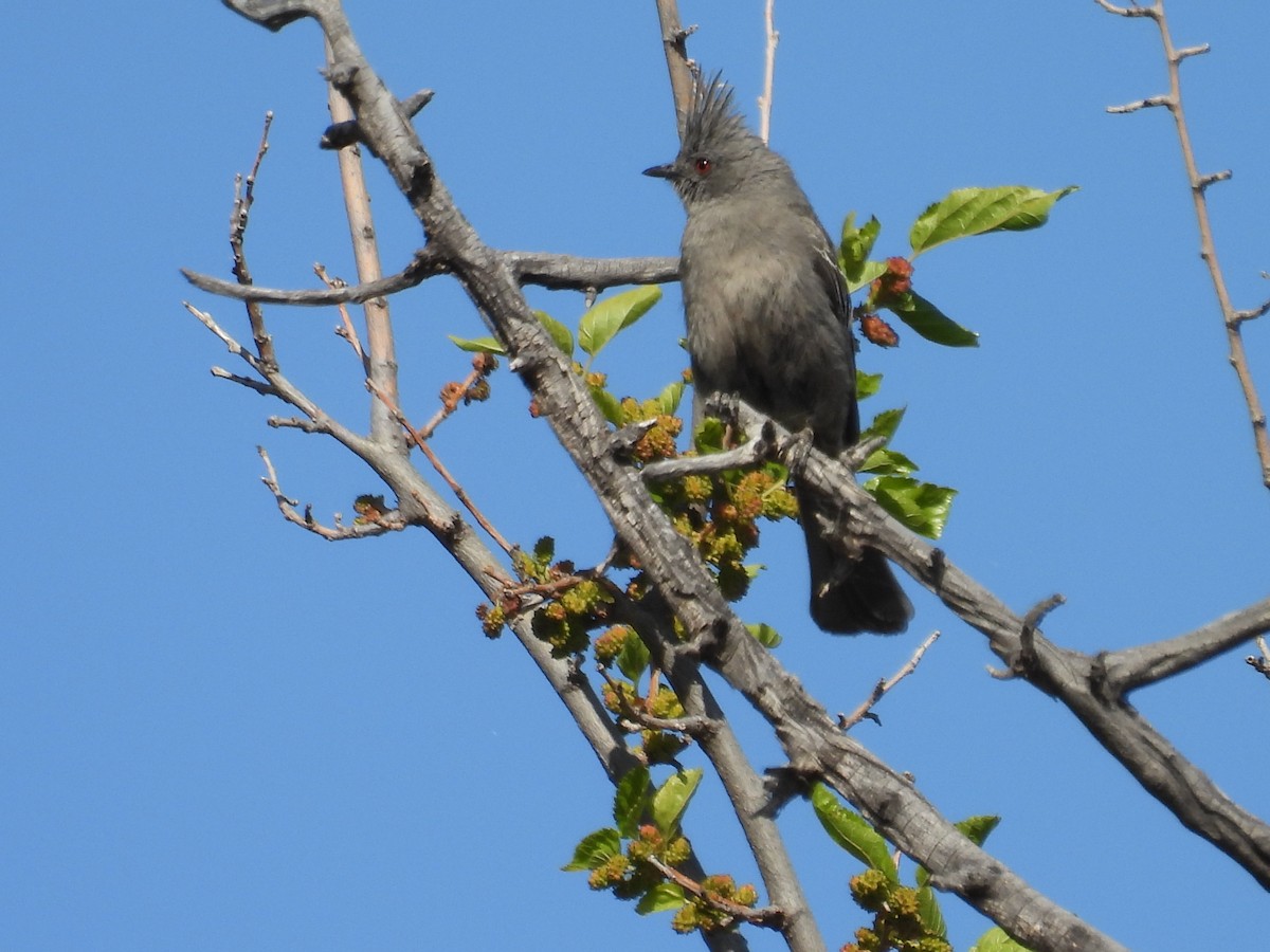 Phainopepla - Tonie Hansen