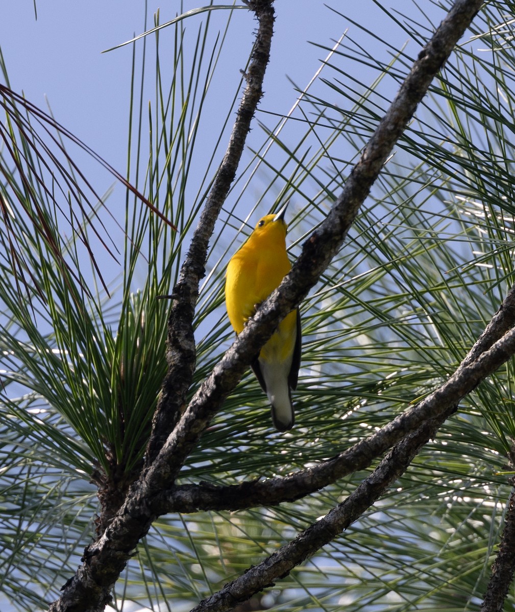 Prothonotary Warbler - Steve and Cyndi Routledge