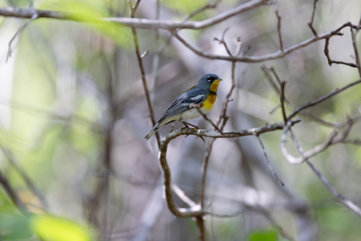 Northern Parula - Steve and Cyndi Routledge