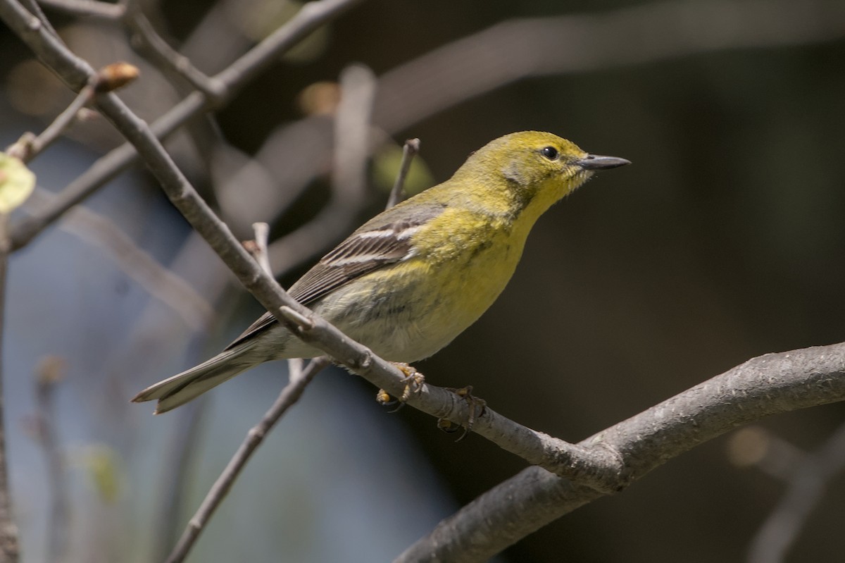 Pine Warbler - ML618467766