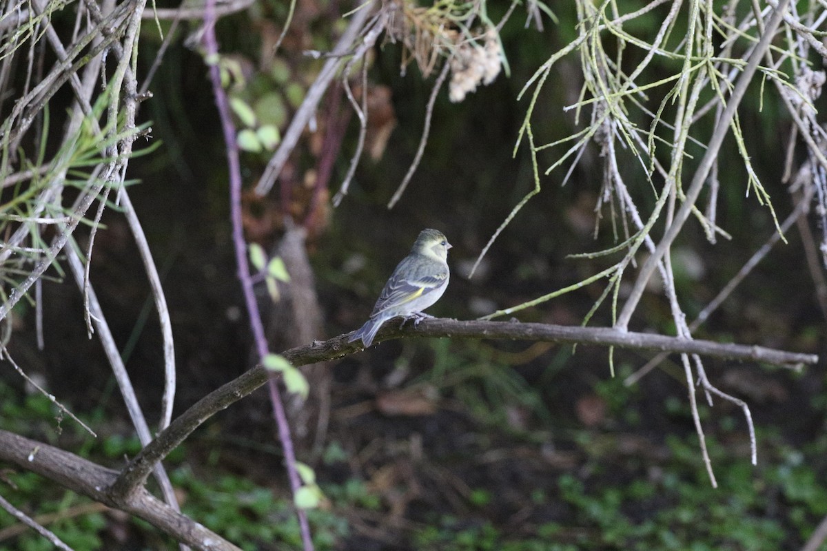 Black-chinned Siskin - Aaron David