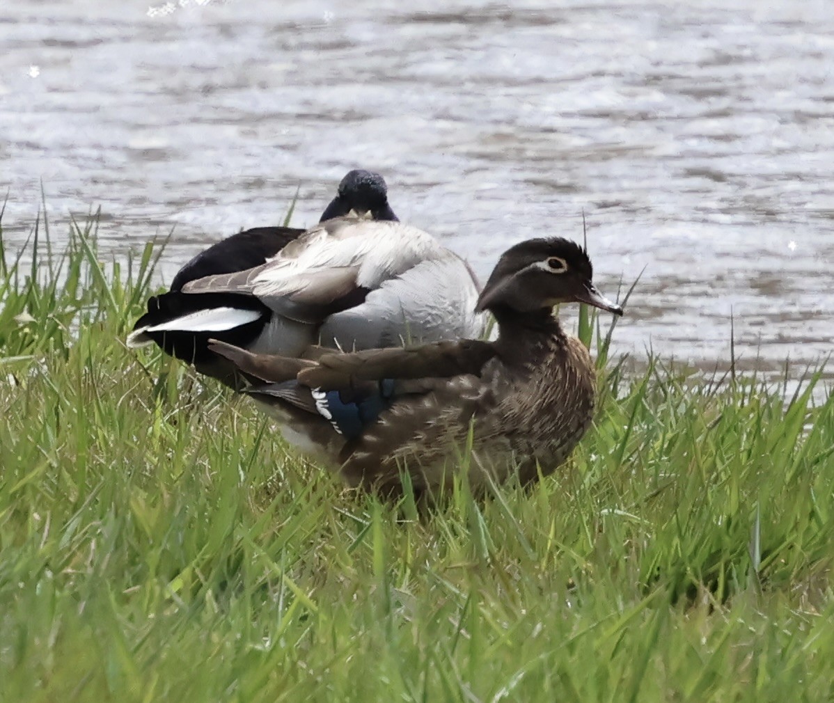 Wood Duck - ML618467790