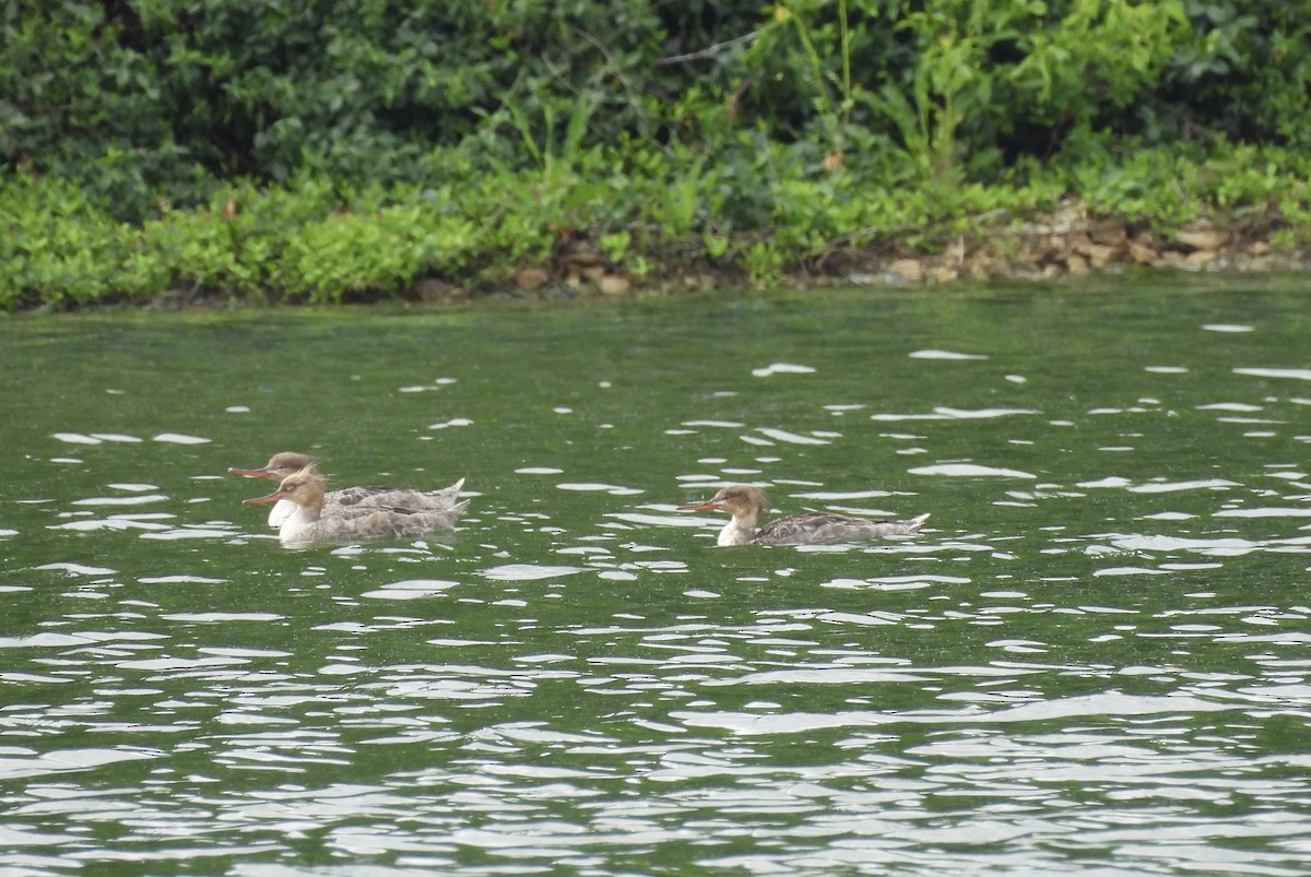 Red-breasted Merganser - Nancy Braun