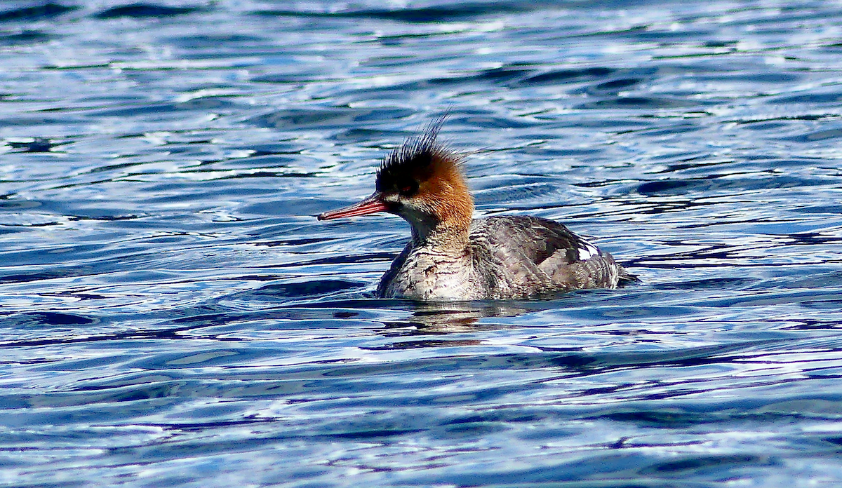 Red-breasted Merganser - ML618467815