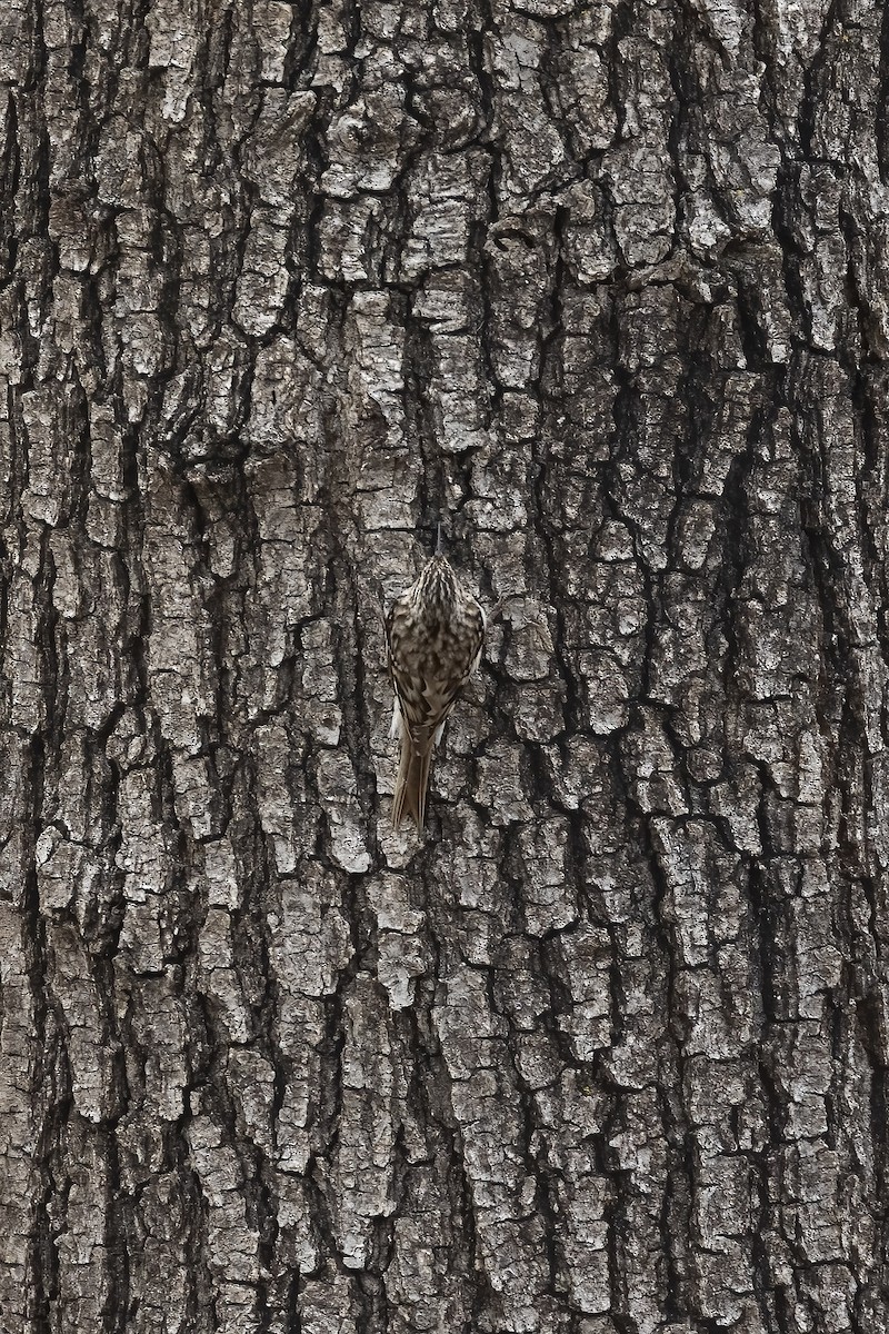 Brown Creeper - ML618467817