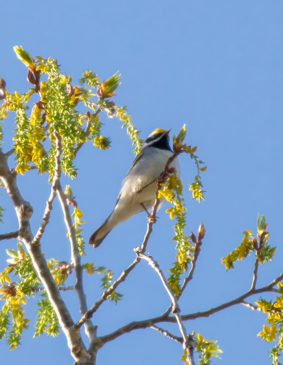 Goldflügel-Waldsänger - ML618467818