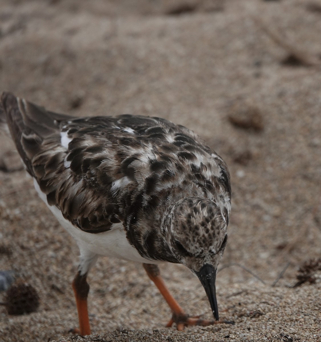 Ruddy Turnstone - ML618467822