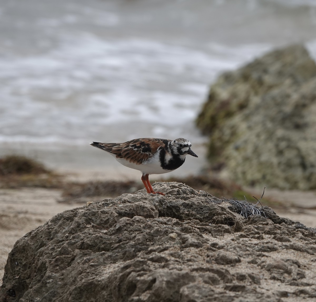 Ruddy Turnstone - ML618467823