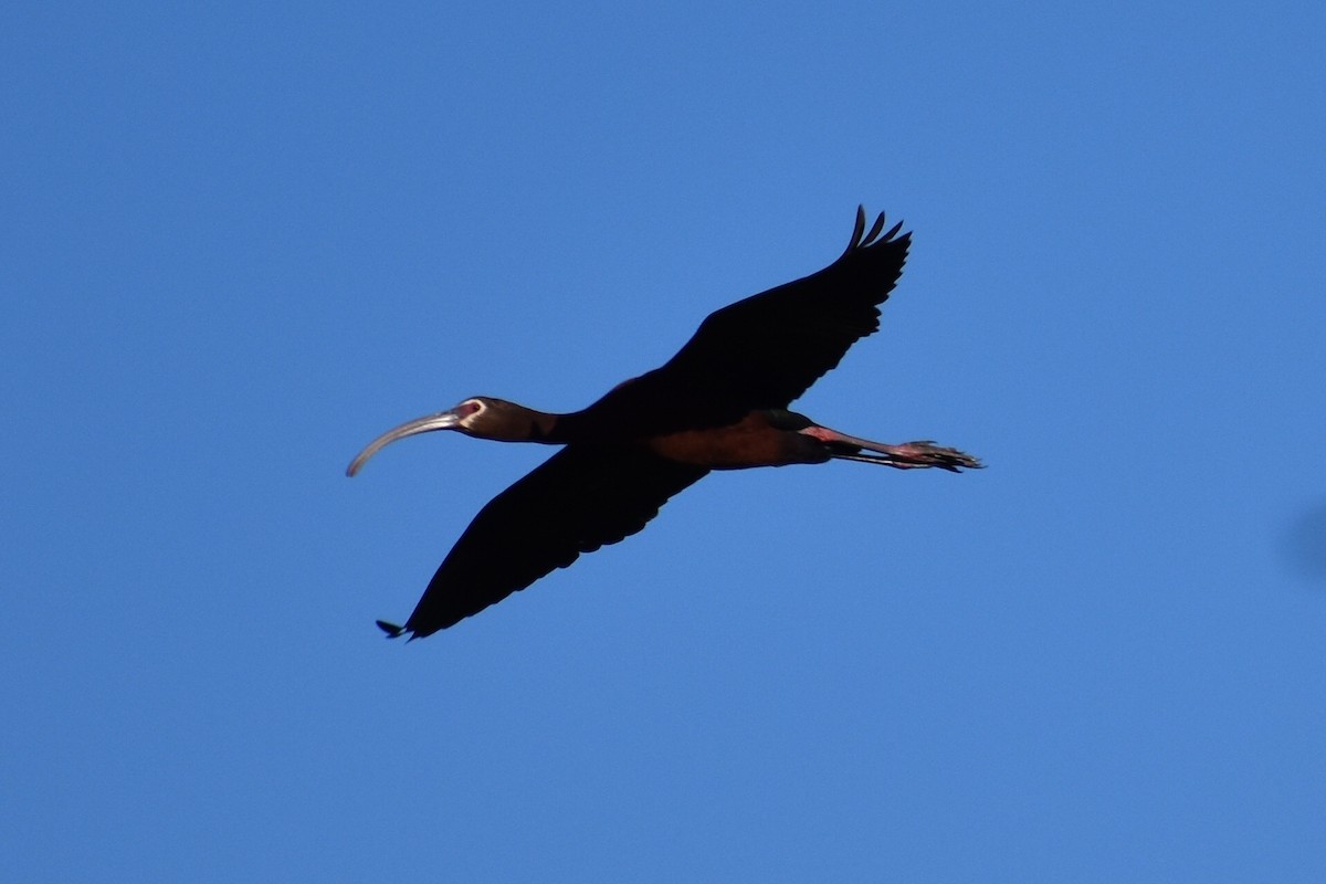 White-faced Ibis - Darren Hall