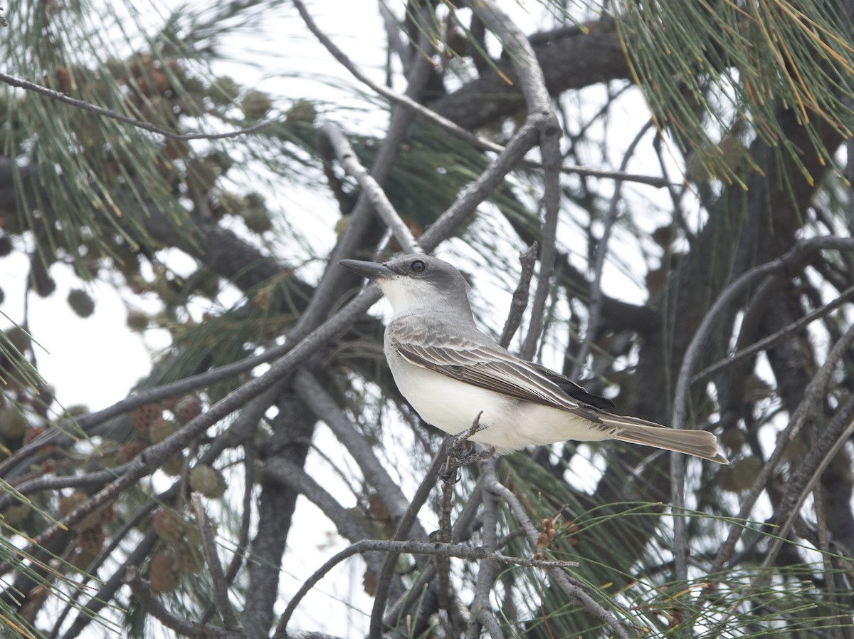 Gray Kingbird - ML618467839