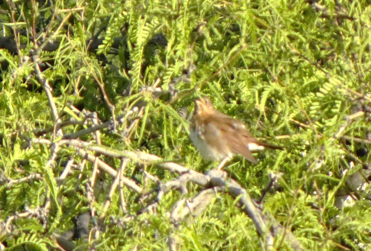 Swainson's Thrush - Karen LeMay