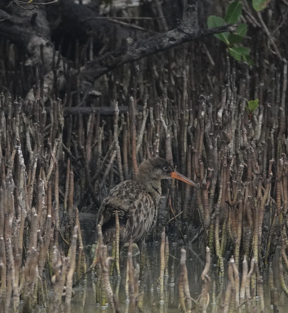 Clapper Rail - ML618467872