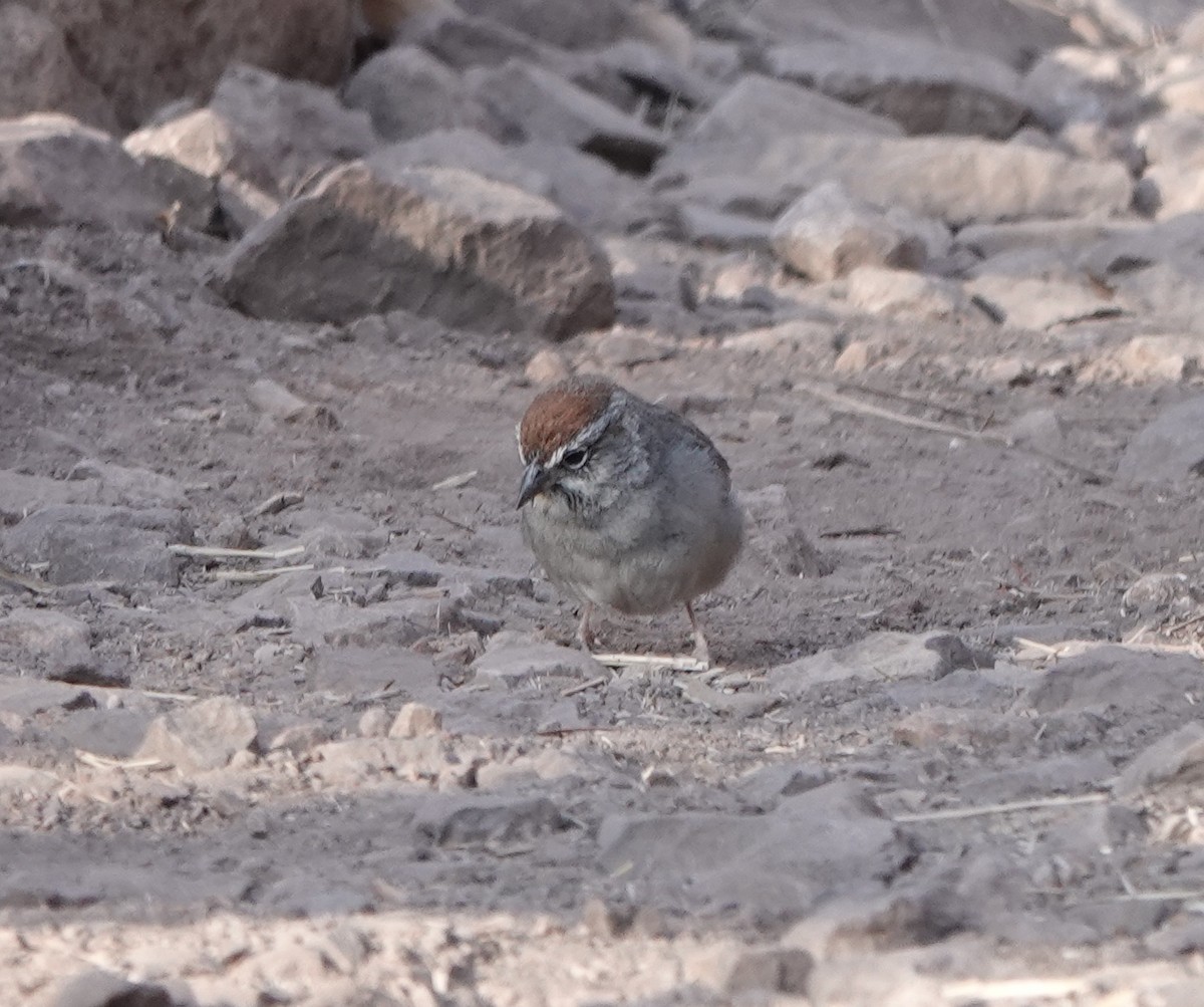 Rufous-crowned Sparrow - ML618467877