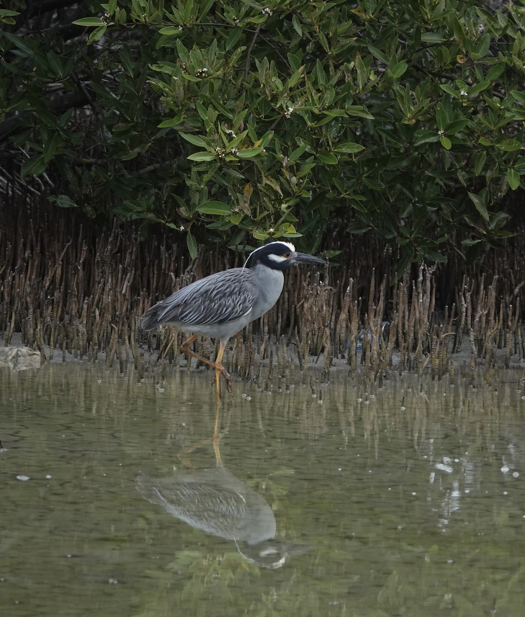 Yellow-crowned Night Heron - ML618467890