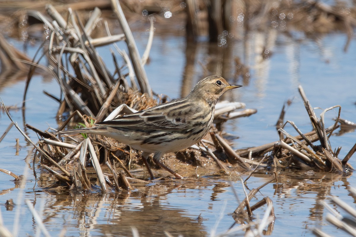 Pipit à gorge rousse - ML618467891