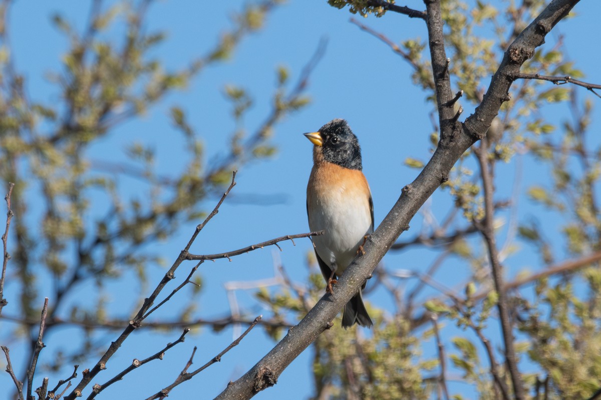 Brambling - Ryota Sei