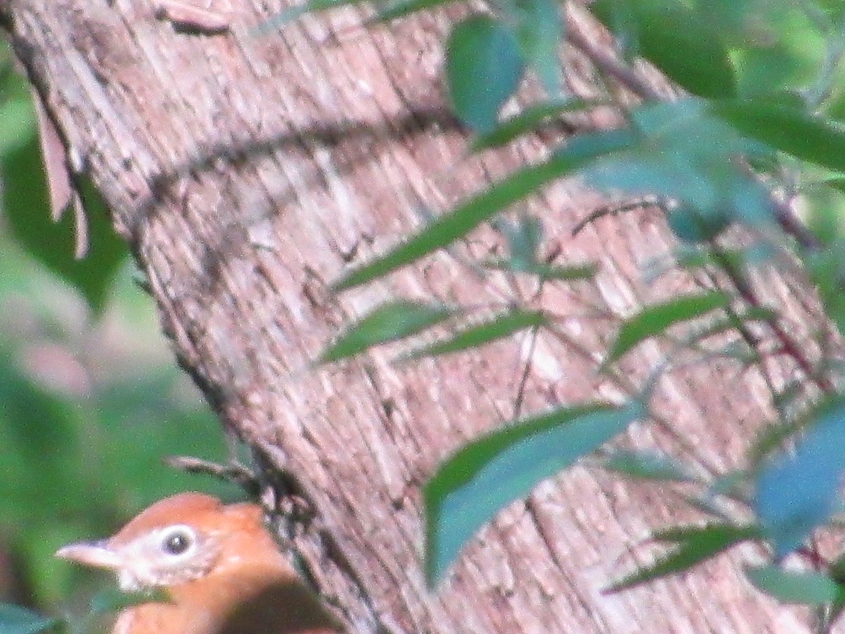 Wood Thrush - Eric Bents