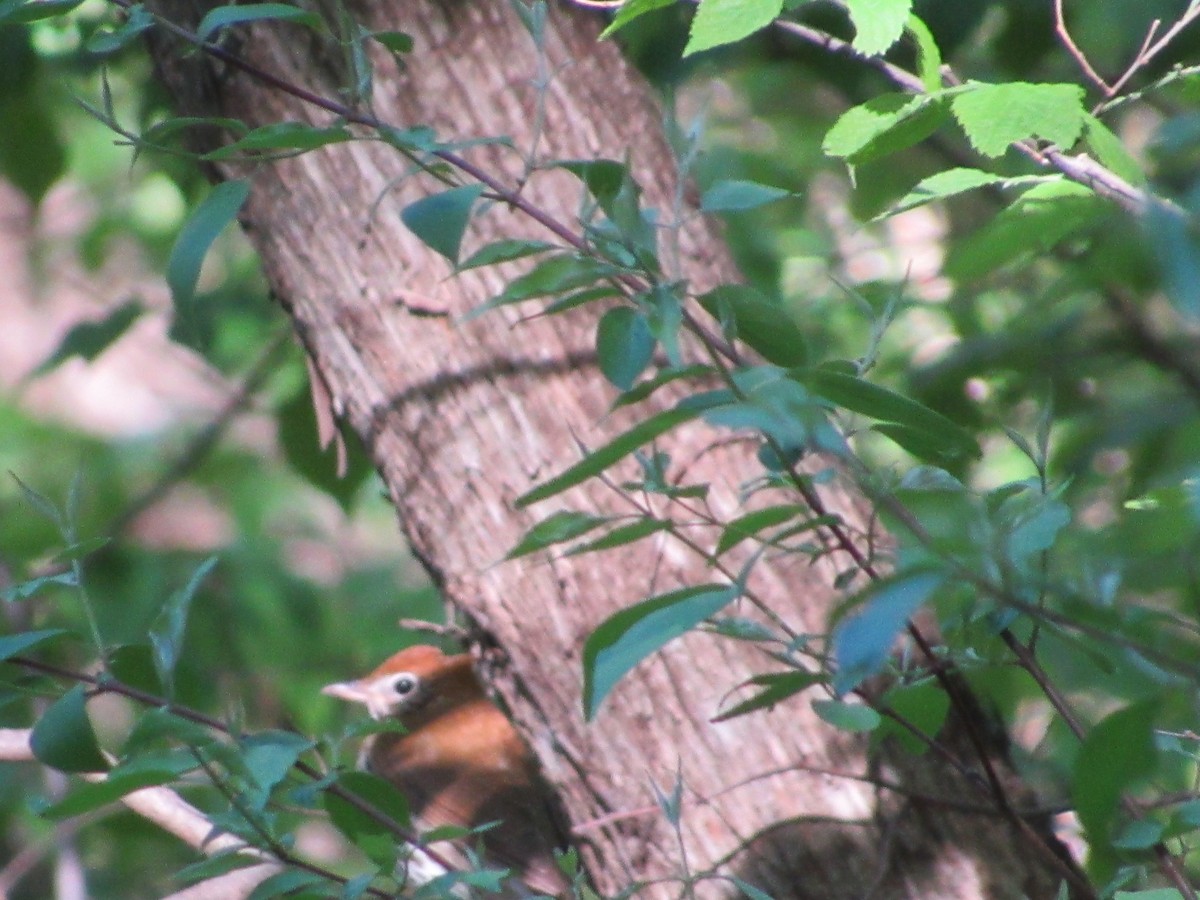 Wood Thrush - Eric Bents