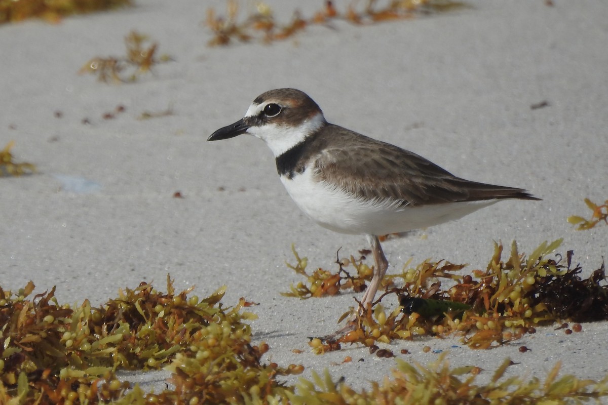 Wilson's Plover - ML618467953