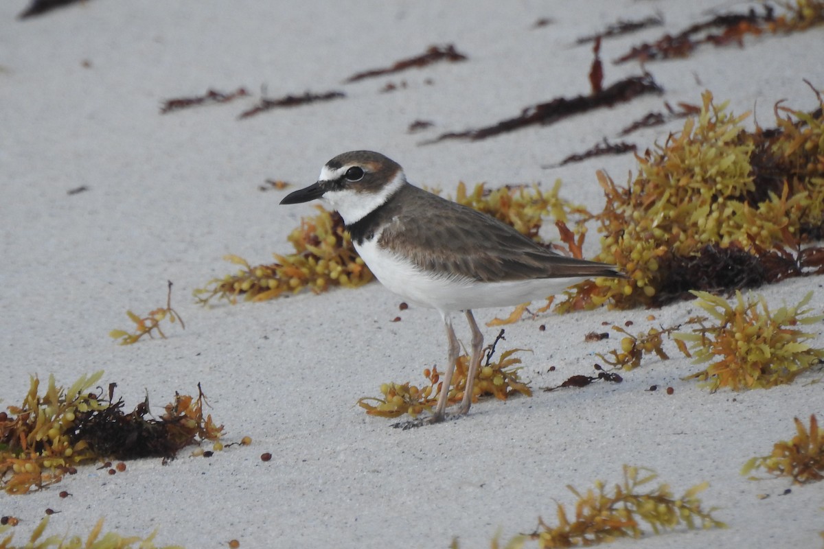 Wilson's Plover - ML618467959