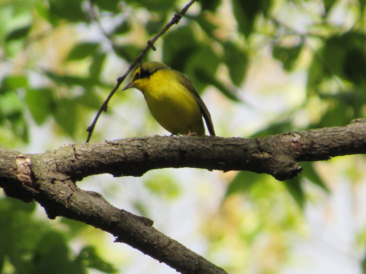 Kentucky Warbler - Eric Bents