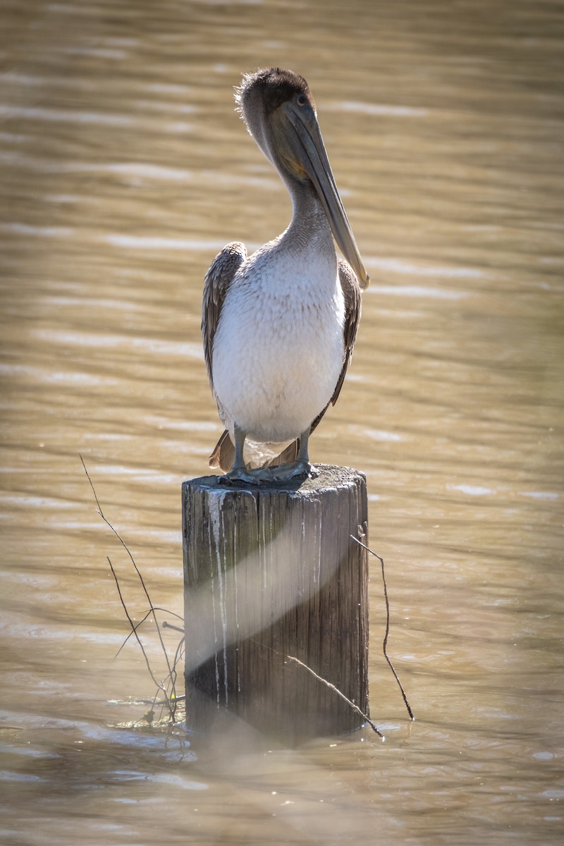 Brown Pelican - ML618467973