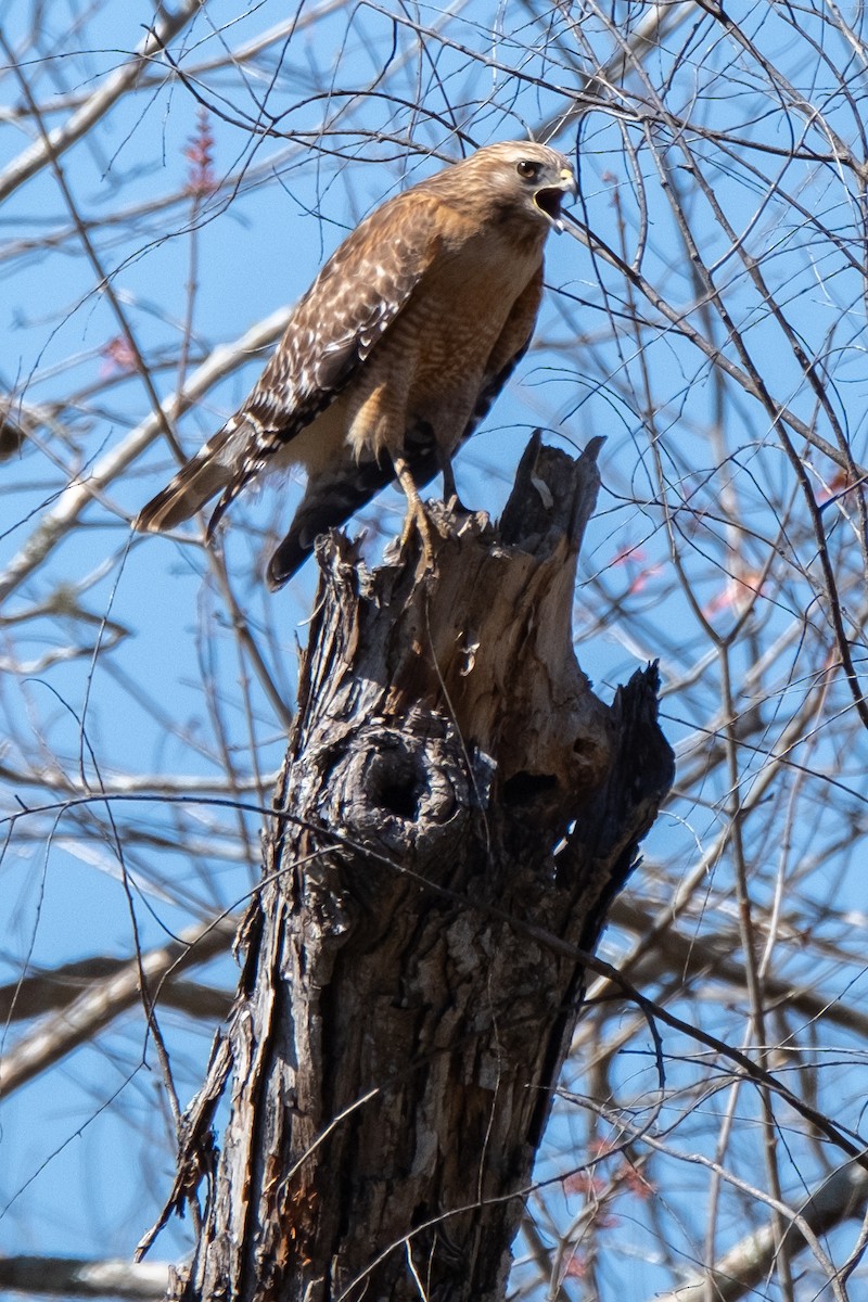 Red-shouldered Hawk - ML618467975