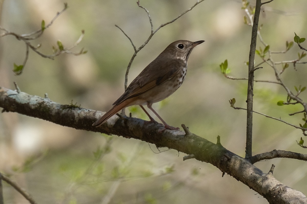 Hermit Thrush - ML618467983