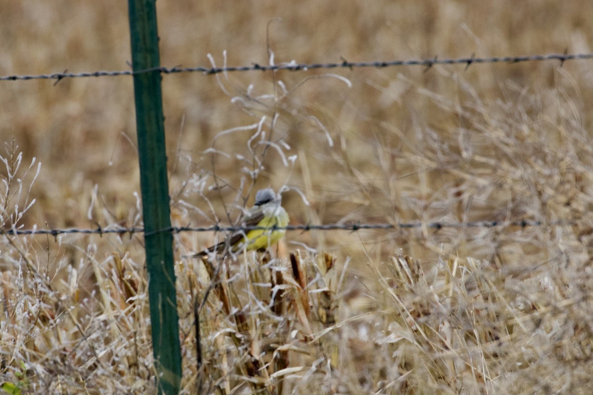 Western Kingbird - Dan  Sandri